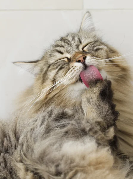 Temizlik için kedi yalama pençe