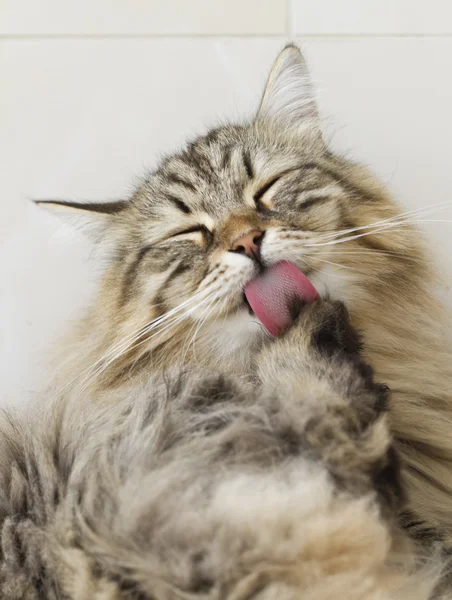 Temizleme, pençe yalama kedi