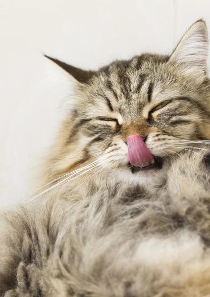 Kat licking paw voor reiniging — Stockfoto