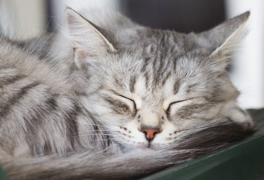  kedi uyku, gümüş renk