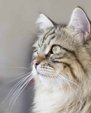 uzun saçlı kedi, kahverengi Sibirya doğurmak