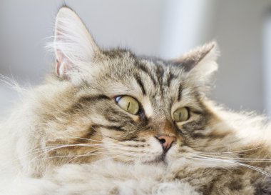 uzun saçlı kedi, kahverengi Sibirya doğurmak