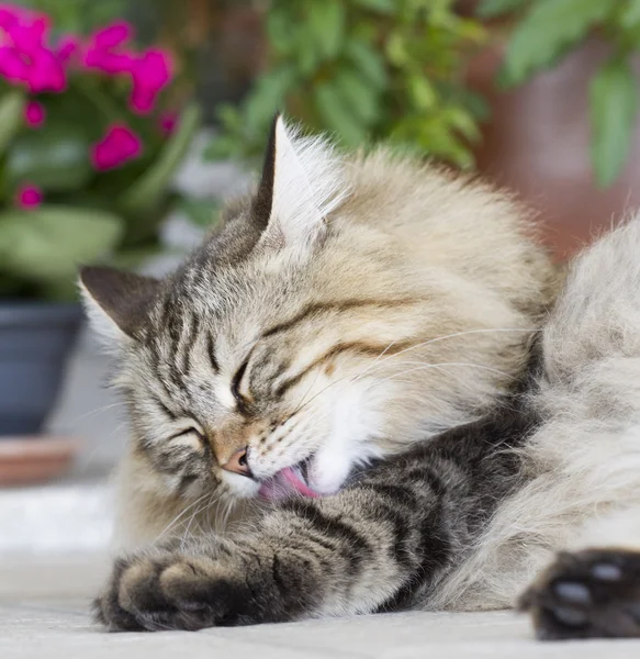 Temizleme, pençe yalama kedi