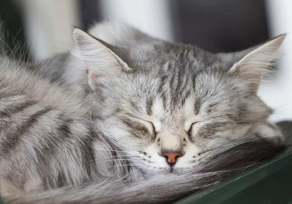 Gato dormindo, cor prata — Fotografia de Stock