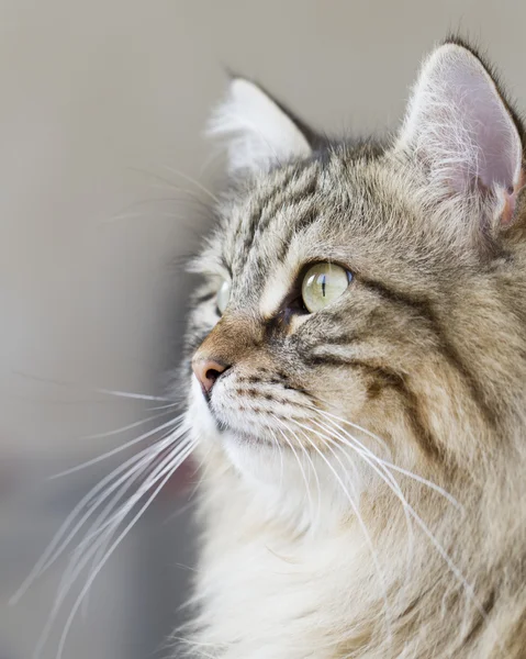 Gatto dai capelli lunghi, razza siberiana marrone — Foto Stock