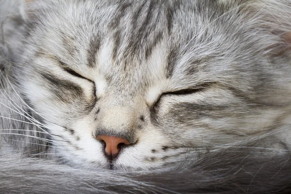 Gato prateado, primeiro plano — Fotografia de Stock