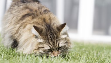 tüylü yavru kedi oon yeşil, kahverengi renk