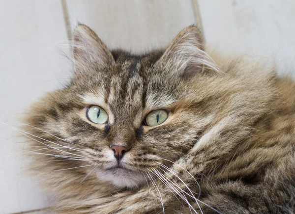 Brązowy futrzany kotek, podłoże drewniane — Zdjęcie stockowe