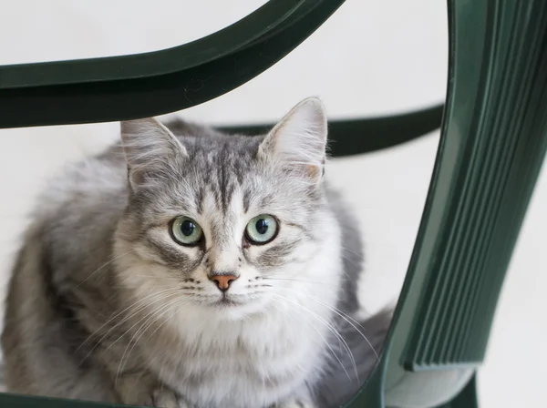 Silvef cat of siberian breed in the garden — Stock Photo, Image