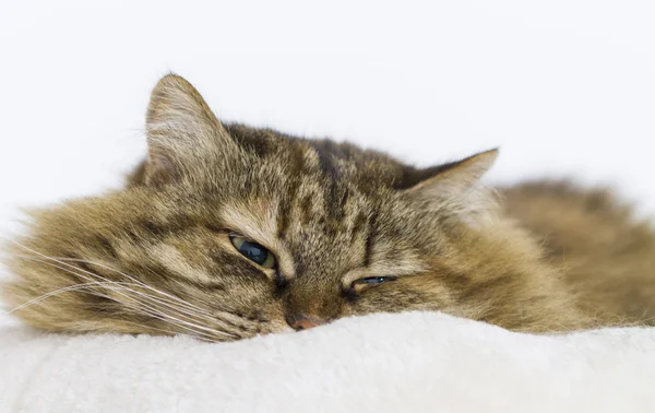 Pelziges braunes Kätzchen in einem weichen Korb — Stockfoto