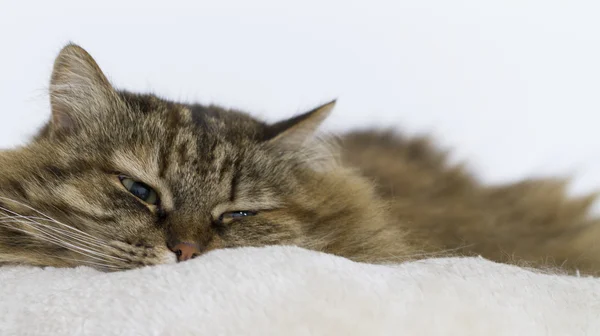 Furry brązowy kotek w miękki kosz — Zdjęcie stockowe