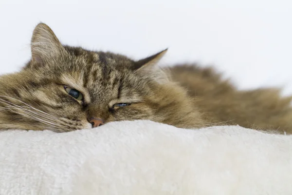 Furry hnědý kotě v měkké koše — Stock fotografie