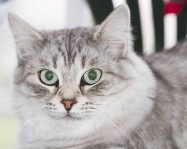 silvef kedi Sibirya cins bahçede