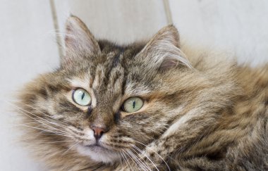 kahverengi tüylü kedi yavrusu, ahşap arka plan