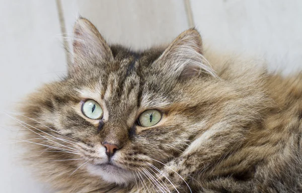 Gatito peludo marrón, fondo de madera — Foto de Stock