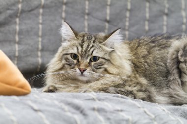 kanepe kahverengi kedi