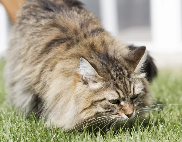 毛皮のような子猫キューン緑、茶色の色 — ストック写真