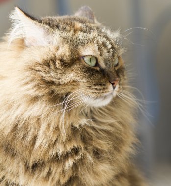 çok güzel uzun saçlı kedi, kahverengi Sibirya