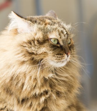 çok güzel uzun saçlı kedi, kahverengi Sibirya