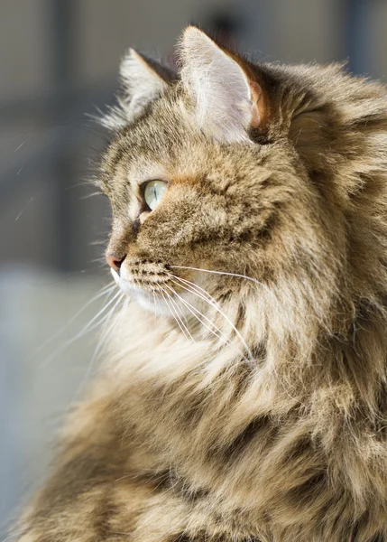 Prachtige langharige kat, bruin Siberische — Stockfoto
