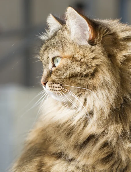 Gorgeous long haired cat, brown siberian — Stock Photo, Image