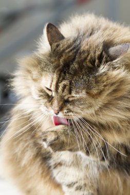 çok güzel uzun saçlı kedi, kahverengi Sibirya