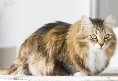 Beyaz Sibirya doğurmak ile kahverengi kedi