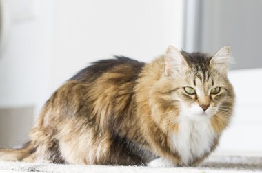 Beyaz Sibirya doğurmak ile kahverengi kedi