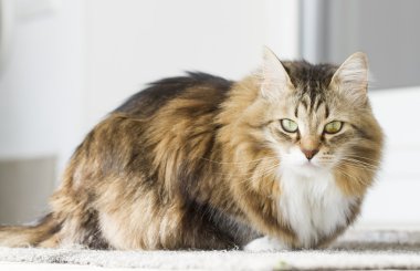 Beyaz Sibirya doğurmak ile kahverengi kedi