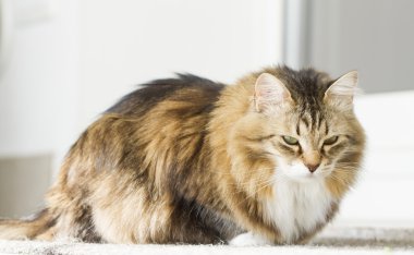 Beyaz Sibirya doğurmak ile kahverengi kedi