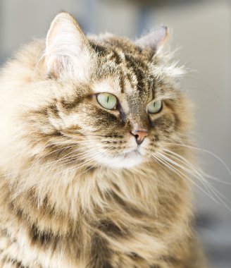 Sibirya doğurmak tüylü kedi