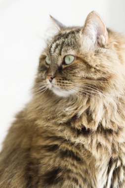 Sibirya doğurmak tüylü kedi