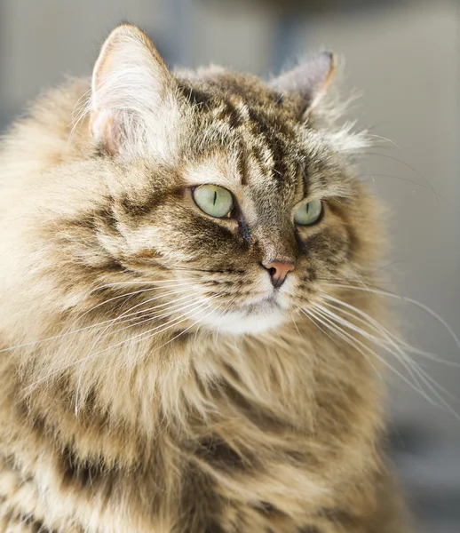华丽的长头发的猫, 棕色的西伯利亚 — 图库照片