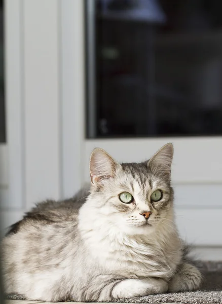 실버 고양이 집에 — 스톡 사진