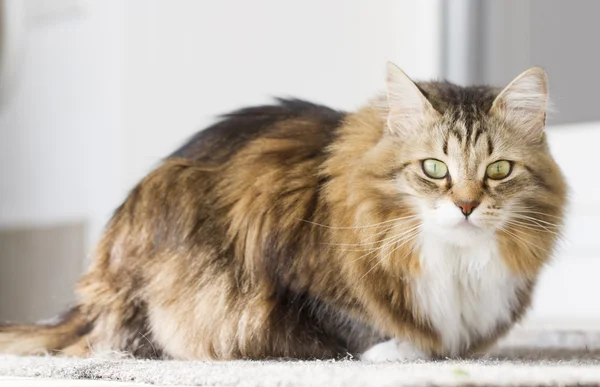 Gato marrom com branco de raça siberiana — Fotografia de Stock