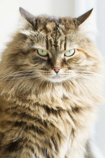 Wunderschöne langhaarige Katze, braune sibirische — Stockfoto