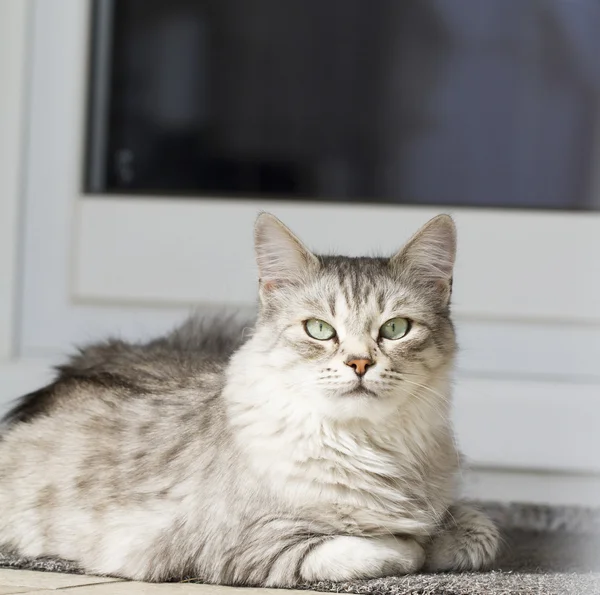 Silver cat in the house — Stock Photo, Image