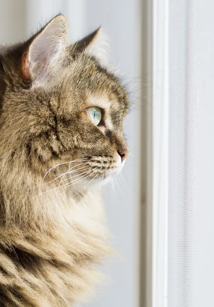 Gorgeous long haired cat, brown siberian — Stock Photo, Image