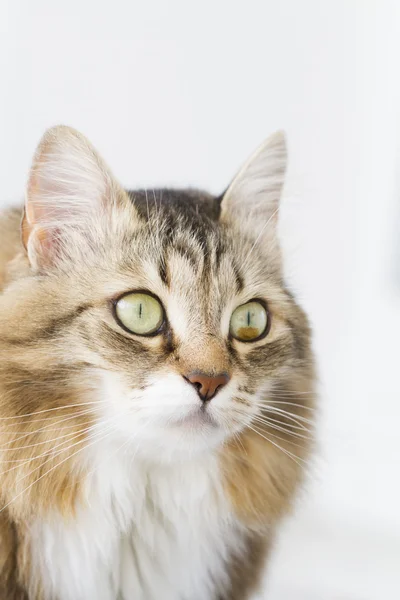 Gato marrón con blanco de raza siberiana — Foto de Stock