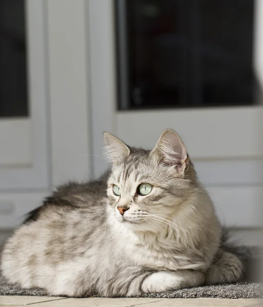 Stříbrná kočka v domě — Stock fotografie