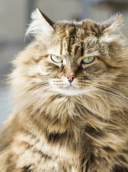 Magnífico gato de pelo largo, marrón siberiano —  Fotos de Stock
