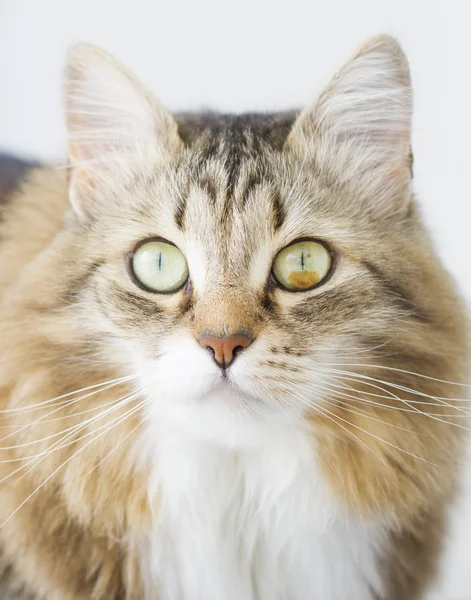 Chat brun avec blanc de race sibérienne — Photo