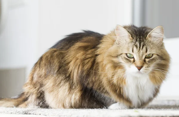 Brown cat with white of siberian breed — Stock Photo, Image