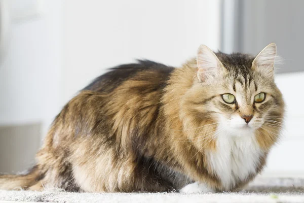 Chat brun avec blanc de race sibérienne — Photo