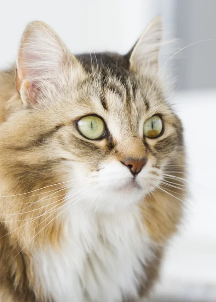 Brązowy kot z białej rasy syberyjski — Zdjęcie stockowe