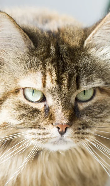 Lurviga katt av sibiriska rasen — Stockfoto