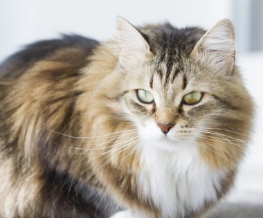 kahverengi beyaz kedi, Sibirya ile