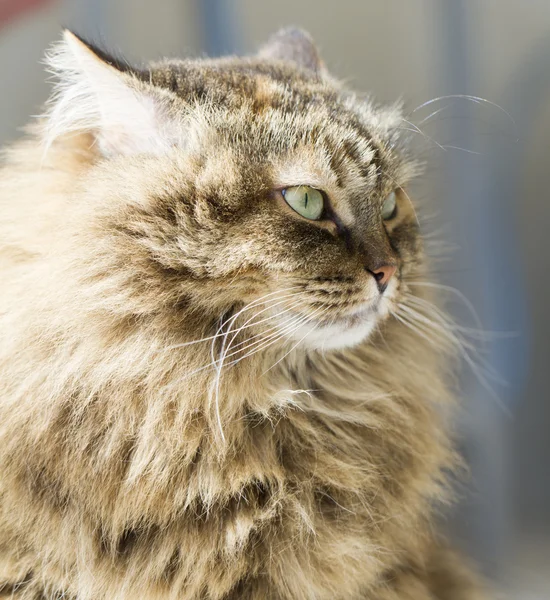 Harige kat van Siberische ras — Stockfoto
