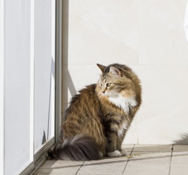 Beyaz Sibirya doğurmak ile kahverengi kedi