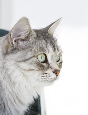 Gri kedi Bahçe, yeşil gözlerinde